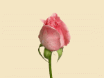 ROZA.gif